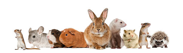 Rodent family of animals on white background Group of pets, isolated on white guinea pig stock pictures, royalty-free photos & images