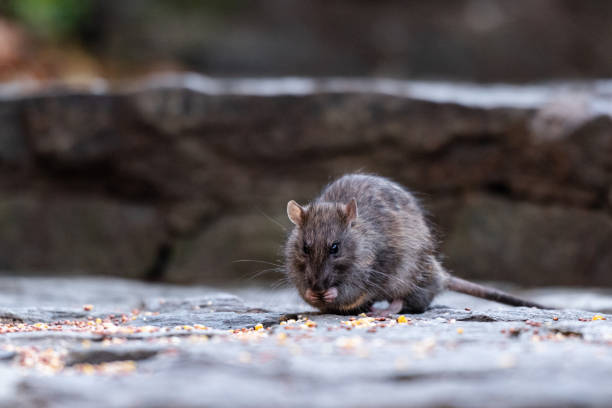 A rodent is seen eating seeds stock photo