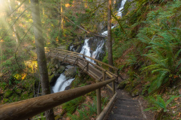 Rodney Falls in Columbia Gorge, Washington Path and bridge over Rodney Falls on Hamilton Mountain in the Columbia River Gorge, Washington columbia river gorge stock pictures, royalty-free photos & images