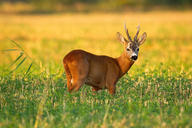 roe rådjur buck inför kameran och lyssna på stubb fält med grön klöver - roe deer bildbanksfoton och bilder