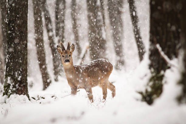 Roe deer buck in winter forest with snow falling around Roe deer, capreolus capreolus, buck with antlers covered by velvet standing in winter forest with snow falling around. Wild animal looking to camera in woodland. roe deer stock pictures, royalty-free photos & images