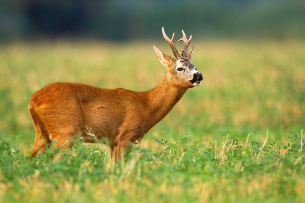 Roe deer buck standing on a field and sniffing with nose in rutting season Roe deer, capreolus capreolus, buck standing on a field and sniffing with nose in rutting season. Mammal in wilderness stretching neck and holding head up. rutting stock pictures, royalty-free photos & images