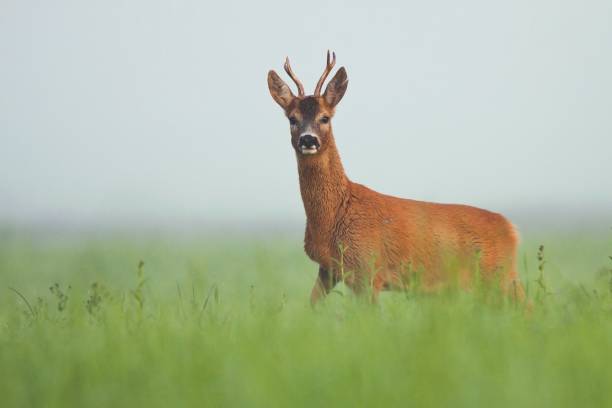 Roe deer buck standing on the meadow with blurred background stock photo