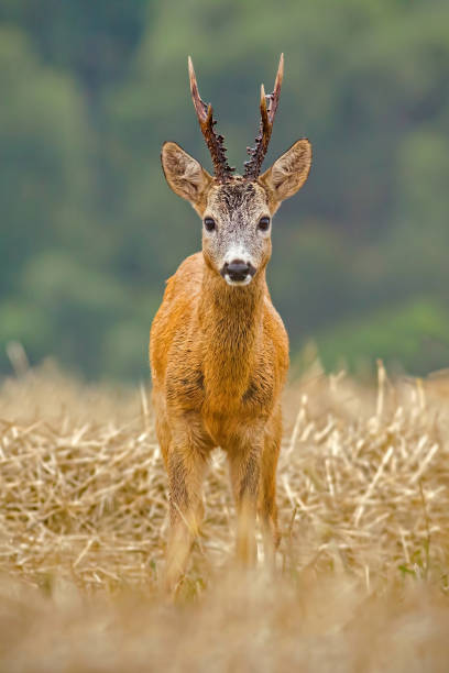Roe Deer, Capreolus capreolus, buck with big antlers Roe Deer, Capreolus capreolus, buck with big antlers. Wild roebuck on a filed in nature. Wildlife scenery, vertical orientation. rutting stock pictures, royalty-free photos & images