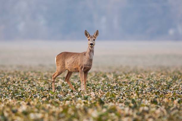 Roe deer doe in winter fur, standing on field, watching stock photo