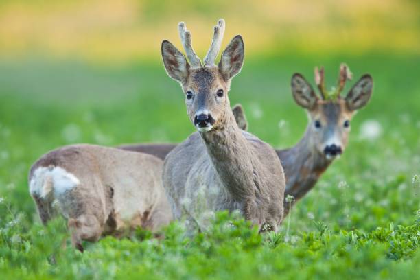 Roe deer family in spring, watching stock photo