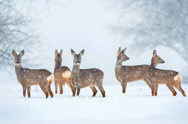 Roe deer herd in snowfall stock photo