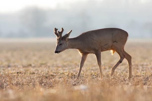 Roe deer in winter fur walking across field in sunlight stock photo
