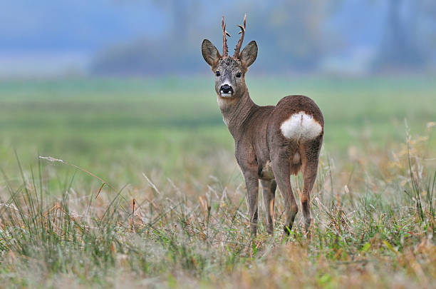 Roe deer looking at the camera Photo of wild roe deer standing in a grass roe deer stock pictures, royalty-free photos & images