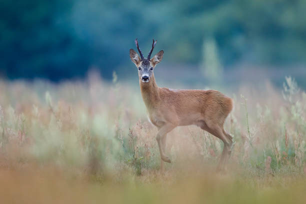 Roe Deer Roe Deer (Capreolus capreolus), Cracking old buck roe deer stock pictures, royalty-free photos & images