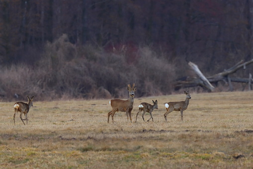 a herd of roe deer on the field