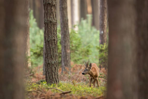 Roe Deer (Capreolus capreolus) Roe Deer in a pine forest roe deer stock pictures, royalty-free photos & images