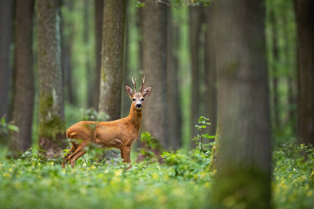 Roe deer spotted among the trees and yellow flowers Roe deer, capreolus capreolus, standing in the middle of the woods with low green vegetation. A beautiful strong european buck during rutting season surrounded by the trees. roe deer stock pictures, royalty-free photos & images