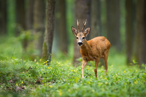 Roe deer walking on the forest between flowers with trees in the background A colorful photo of roe deer, capreolus capreolus, buck looking for mate in the woods. Forest ruminant walking between grass and flowers the ground in summer and looking into the camera. roe deer stock pictures, royalty-free photos & images