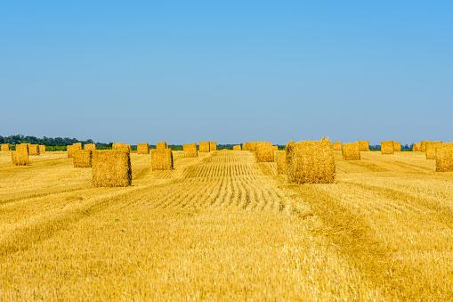 Rolled bales of straw at agricultural field. Agricultural concept