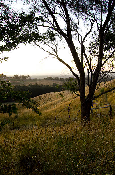 Rolling hills of Australia at dusk stock photo