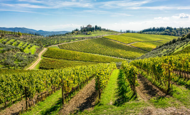 Rolling hills of Tuscan vineyards in the Chianti wine region Tuscan hills covered with vines for winemaking in the Chianti region of Italy. Focus on the foreground vines, Tenuta Perano dei Frescobaldi. vineyard stock pictures, royalty-free photos & images