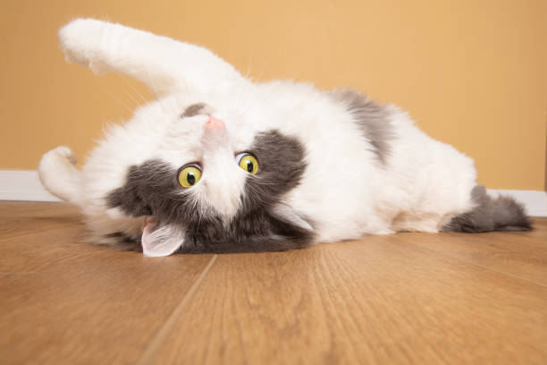 Rolling on the Floor Kitty Cat stock photo
