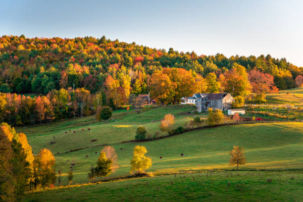 Rolling rural landscape at sunset. Stunning autumn colours. Farm with an old wooden barn and cows grazing in a field in a colourful autumnal rolling landscape at sunset. Woodstock, VT, USA. farmhouse stock pictures, royalty-free photos & images