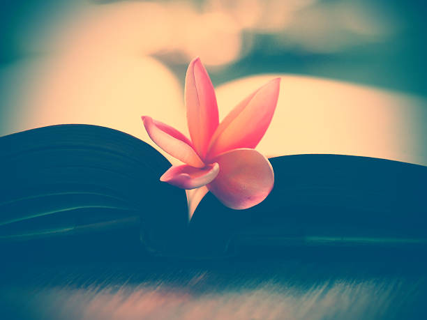 soft focus open old book page and pink flower in blurred background...