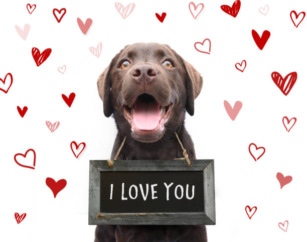 Romantic dog saying i love you, text on chalkboard with red hearts background animal love on valentines day stock photo
