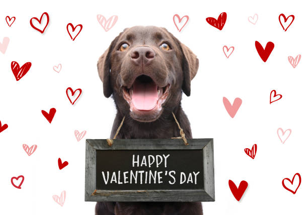 Romantic dog with text happy valentines day on wooden board with cute hand drawn hearts on white background for 14 february stock photo