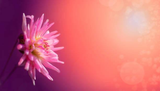Romantic Moody Dahlia Background with bokeh, sunlight, no people, copy space stock photo