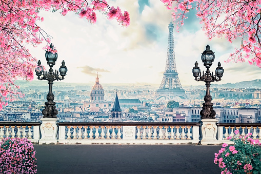Cherry blossom in Paris City - Illustration