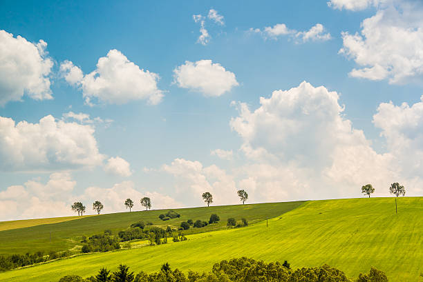 Romantic summer countryside with trees and blue skies stock photo
