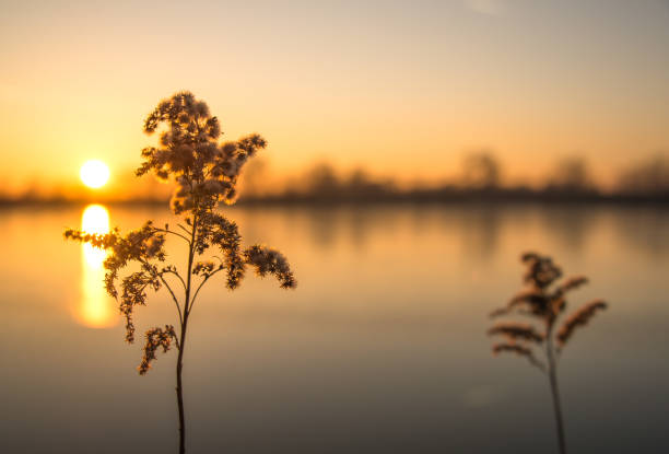 Romantic sunset on the lake stock photo