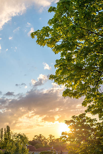 Romantic sunset skies with the maple tree stock photo