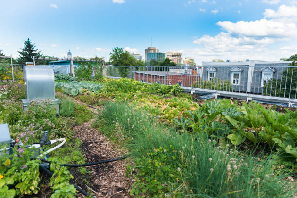 rooftop greenhouse garden Rooftop greenhouse garden in Montreal Quebec Canada roof garden stock pictures, royalty-free photos & images