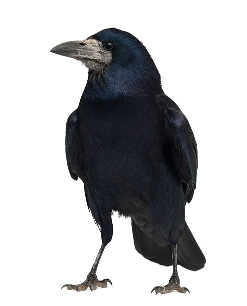 Rook, Corvus frugilegus Rook, Corvus frugilegus, 3 years old, standing against white background crow bird stock pictures, royalty-free photos & images