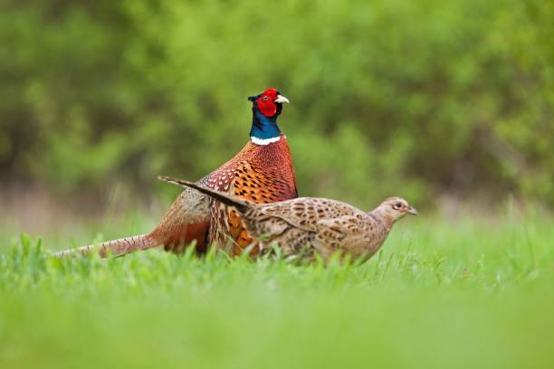 Rooster and hen of pheasant during mating season stock photo