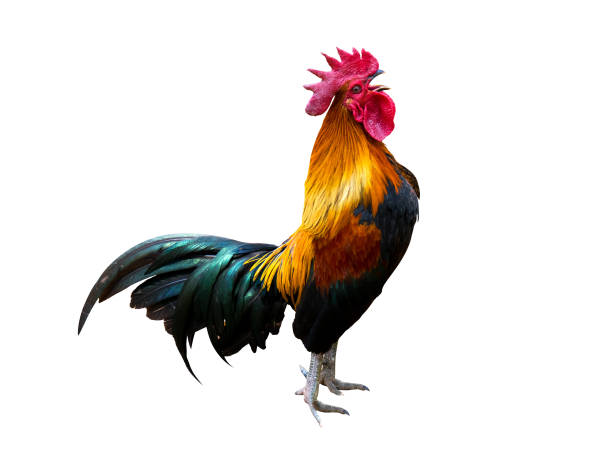 Rooster Stock Photos Pictures Royalty Free Images iStock