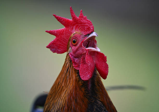 rooster crowing stock photo
