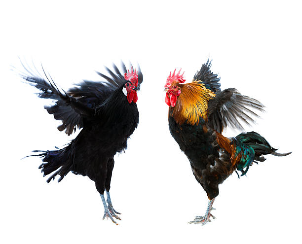 Rooster fight stock photo