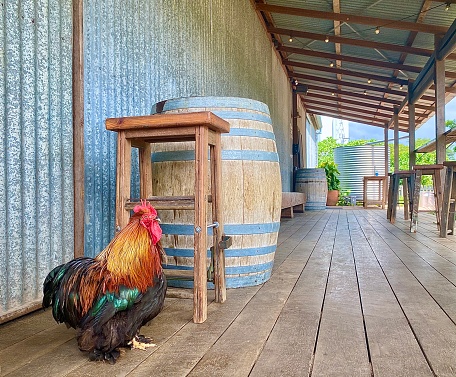 Horizontal pet portrait of Colorful feathers on rooster who struts and strikes a pose on outback wood floor with country stool wine beer barrel and rural corrugated iron wall at The Farm Byron Bay Australia
