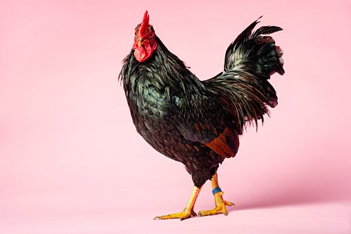 Rooster posing against a pale pink background. Colour, horizontal with lots of copy space.