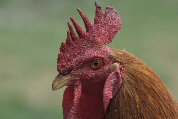 rooster stock photo