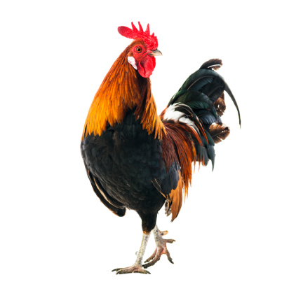 Rooster isolated on white
