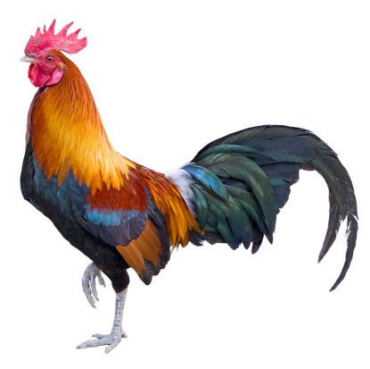 Rooster Stock Photo - Download Image Now - iStock