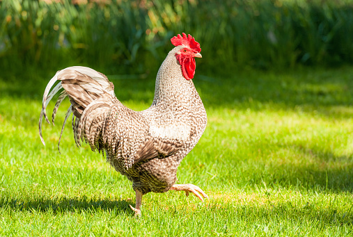 Side view of a cockerel proudly striding across a lawn.