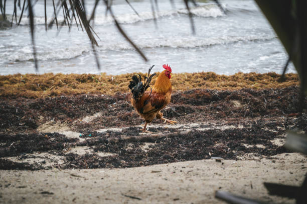 Rooster walking through piles of sargassum algaes at a Caribbean beach, Hopkins, Belize stock photo