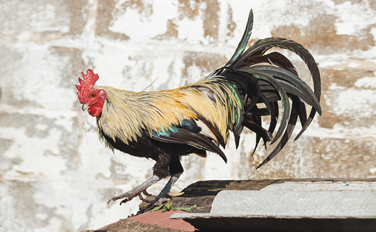 rooster with a beautiful long tail, farm