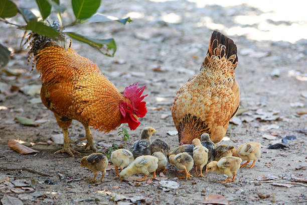 Roosters, hens and chicks stock photo