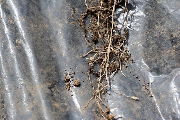 Roots invaded by Plasmodiophora Young roots invaded by Plasmodiophora on farm nematoda in root stock pictures, royalty-free photos & images