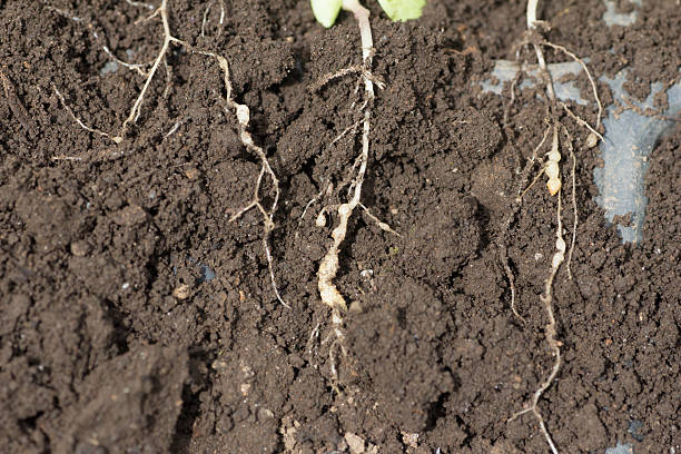 Roots invaded by Plasmodiophora Young roots invaded by Plasmodiophora on farm nematoda roots stock pictures, royalty-free photos & images