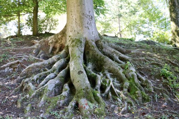 Roots of a European Beech Fagus sylvatica stock photo