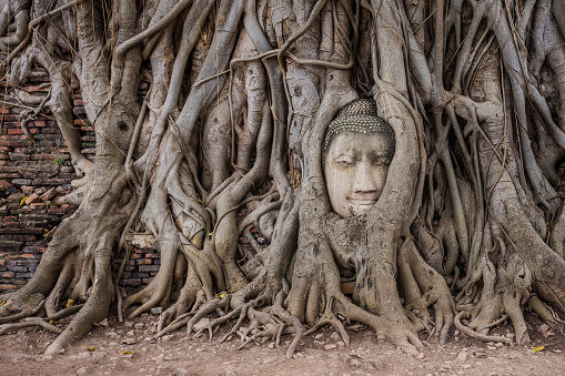 Head of Buddha statue in the roots at Wat Mahathat, Ayutthaya, Thailand.